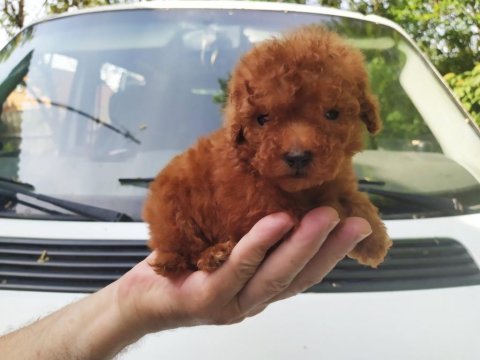 Pets world ayrıcalığı ile toy poodle yavrularımız