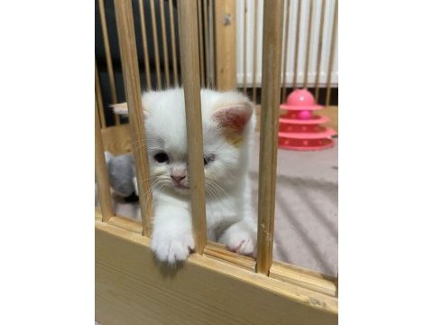 Maviş gözlü british shorthair kızlarım
