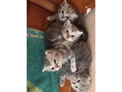 British shorthair 4 yavru 3 yetişkin