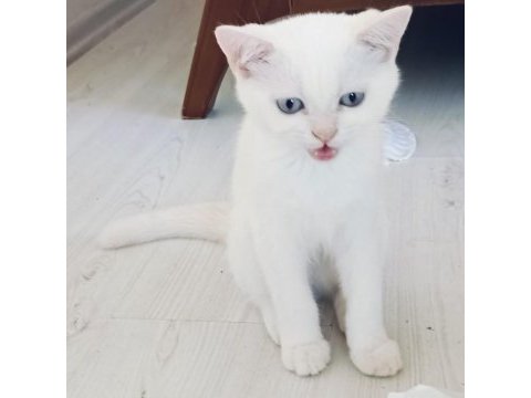 Güzel british shorthair kediler rezerveye açık