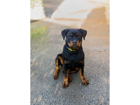 4 aylık dişi rottweiler