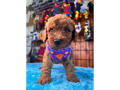En akıllı apartman köpeği secereli toy poodle