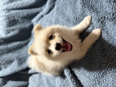 Pomeranian spitz yavrular