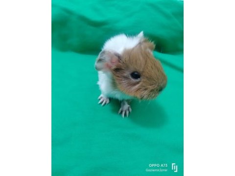 Peruvan stlie özel ırk ginepig