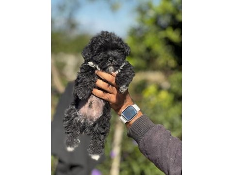 Morkie yavrular
