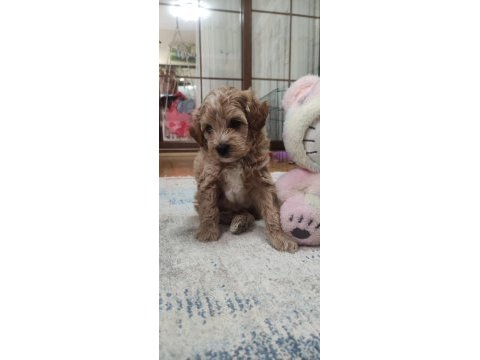 Erkek maltipoo