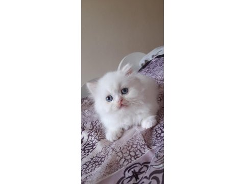 İran kedisi bebişlerim