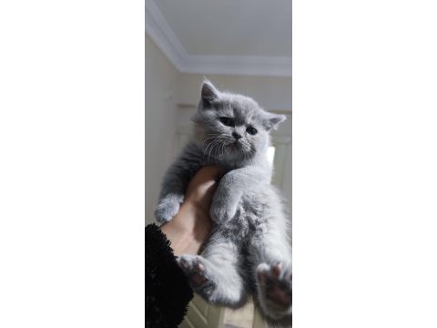 British shorthair ve scottish fold yavrularımız
