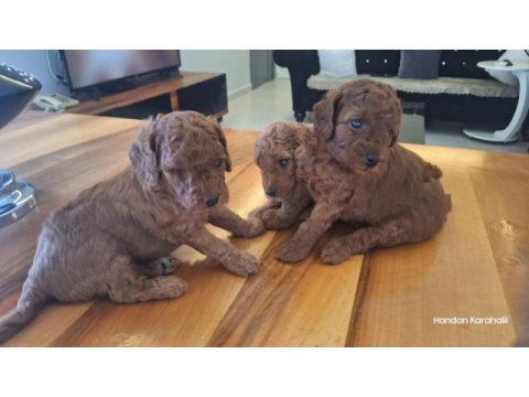 Poodle bebeklerimiz dişi erkek