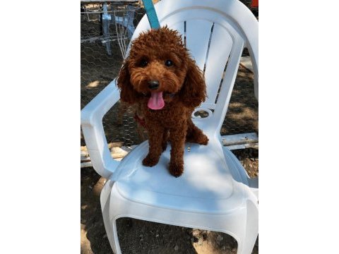 Erkek poodle 1 yaşında erkek