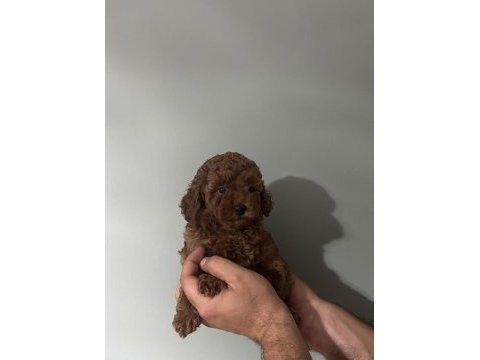 Orjinal ırk red brown renk dişi erkek poodle