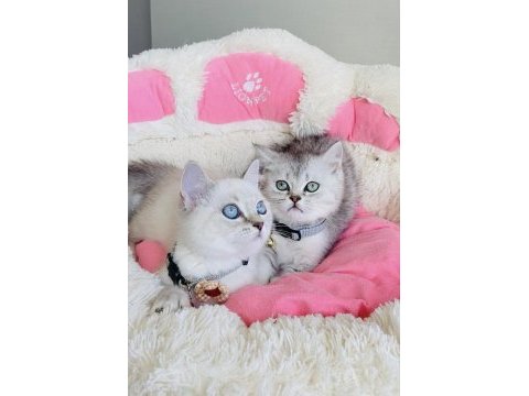 Show kalite point ve slver british shorthair bebekleirm 