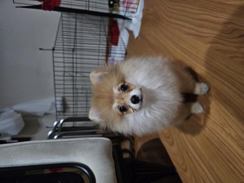Şimdiden hayırlı olsun pomeranian