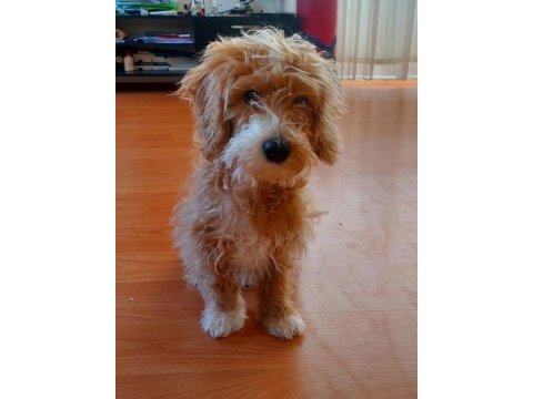 5 aylık erkek maltipoo
