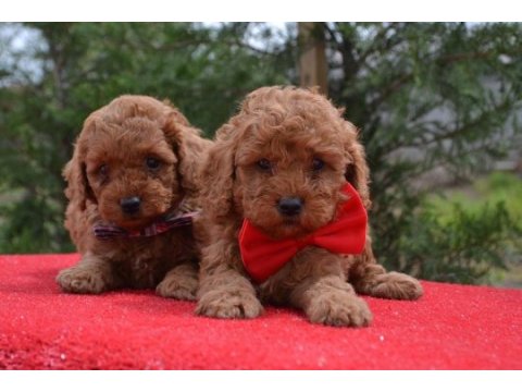 Toy poodle yavrular