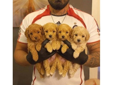 Safkan maltipoo yavruları