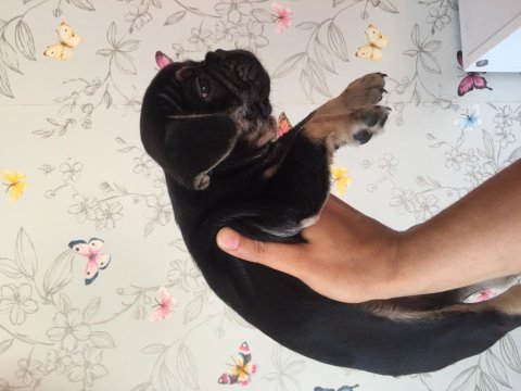 60 günlük erkek black tan french bulldog