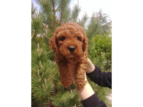 Super kalite poodle bebisler