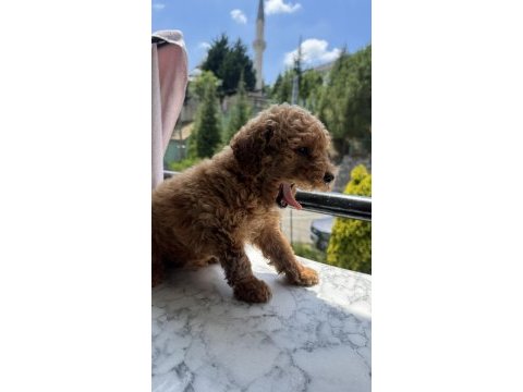 Tr nin en uygun poodle yavrusu