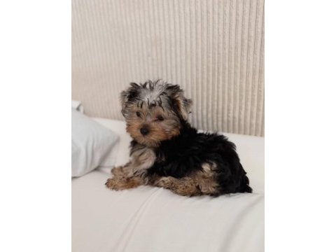 Ev ortamından yorkshire terrier yavrular
