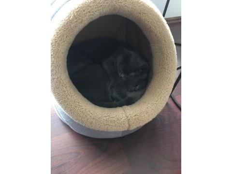2 aylık a kalite erkek british shorthair