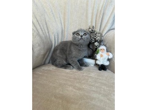 Scottish fold dişi erkek yavrular
