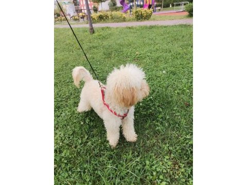 Sahiplendirilecek toy poodle