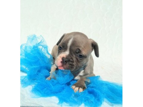 Blue merle ve silver blue fawn french bulldog bebekler