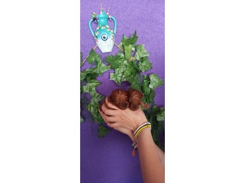 Ruhsatlı eğitim merkezimizden poodle yavrularım