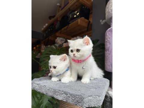 Sağlık ve ırk garantili british shorthair