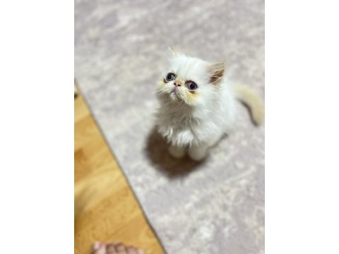 Oyuncu minisler