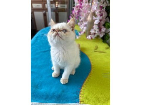 Exotic shorthair 2,5 aylık kedimiz