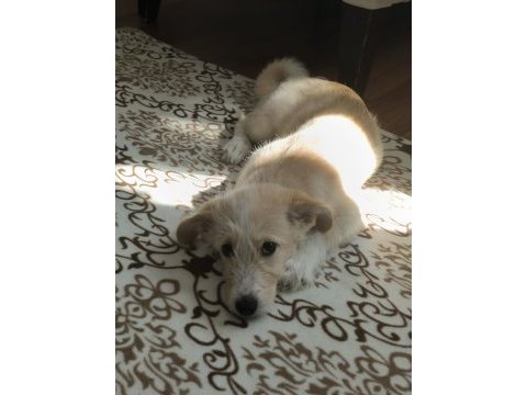 Oyuncu bir maltipoo