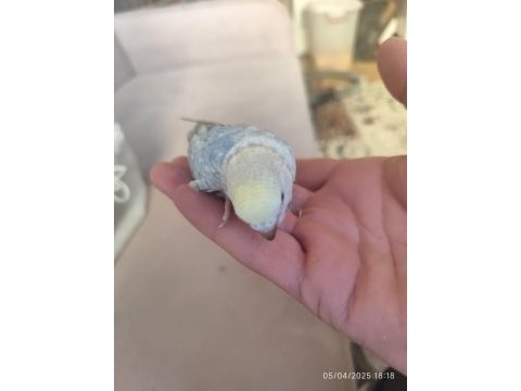 Yeni yeme düşen bebek muhabbet kuşu yavrular