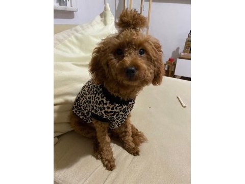 Acil toy poodle