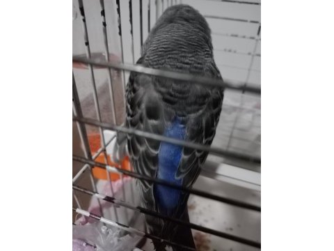 Jumbo muhabbet kuşu