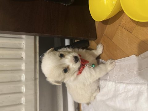 Maltipoo yavru dişi köpeğimiz