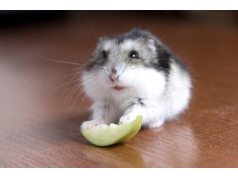Hamster gonzalez gunıea pıg