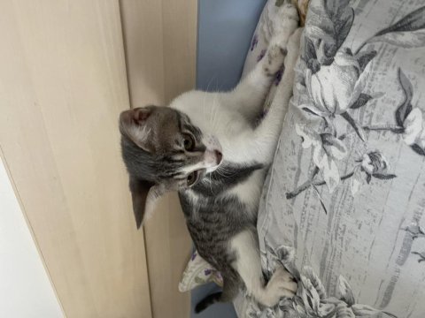 Yeni yuva aranıyor kedimize