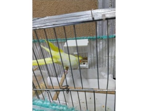 Konuşan lutino erkek sultan papağanı