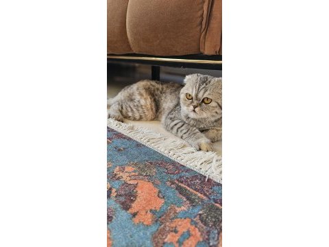 Dişi scottish fold kedimiz