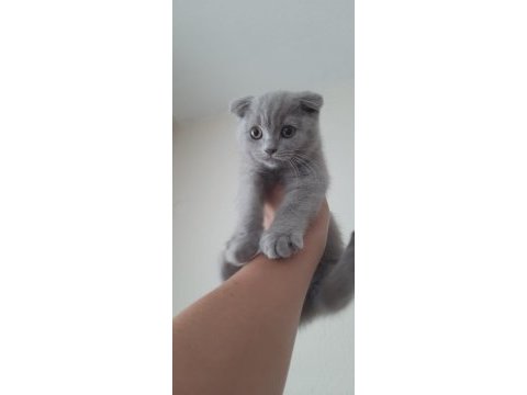 Scottish fold yavrular sahiplendirilecek