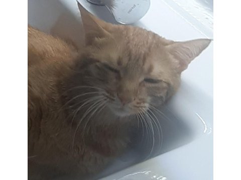 Sevecen çok akıllı oyuncu ismine duyarlı kedimiz