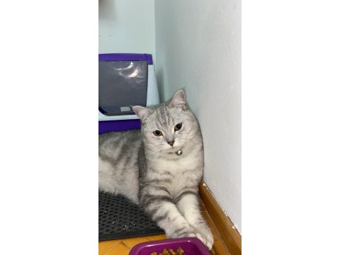 British shorthair dişi kedimiz