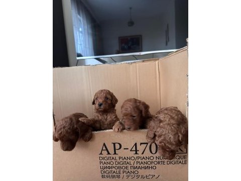 Red brown toy poodle yavrular