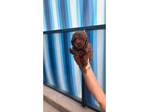 Kıvır kıvır dark brown poodle yavrular