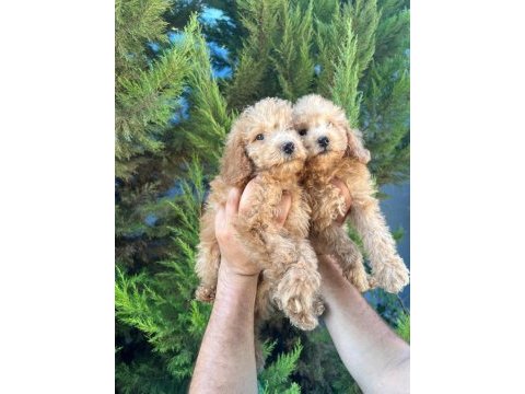 Maltipoo yavrular adrese gönderim ve kapıda ödeme vardır