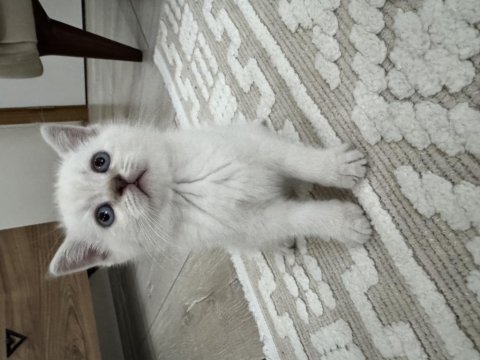 Scottish fold ve british shorthair kedimiz