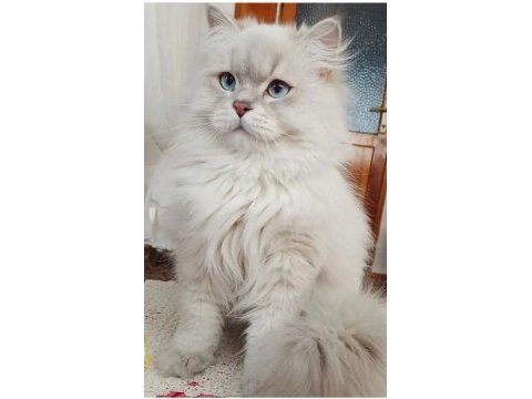 Eşleme/sahiplenme, orijinal, saf ırk bir baba kedimiz