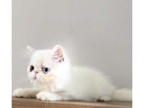 Erkek odd eyes kedimiz bilgi için arayın